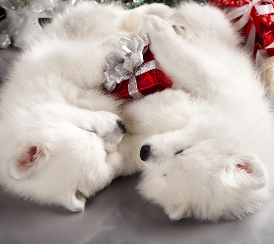 Обои новый год, праздник, подарки, рождество, пол, двое, собаки, пара, коробки, белые, мило, спят, самоед, щенки, два, new year, holiday, gifts, christmas, floor, dogs, pair, box, white, cute, sleep, samoyed, puppies, two разрешение 2880x1920 Загрузить