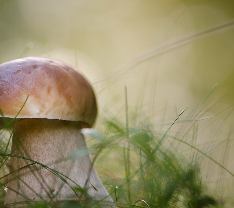 Обои природа, осень, гриб, nature, autumn, mushroom разрешение 1920x1272 Загрузить