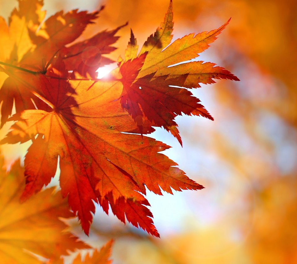 Обои листья, осень, клен, опадают, осен, багрянец,  листья, leaves, autumn, maple, fall, the crimson разрешение 5782x4234 Загрузить