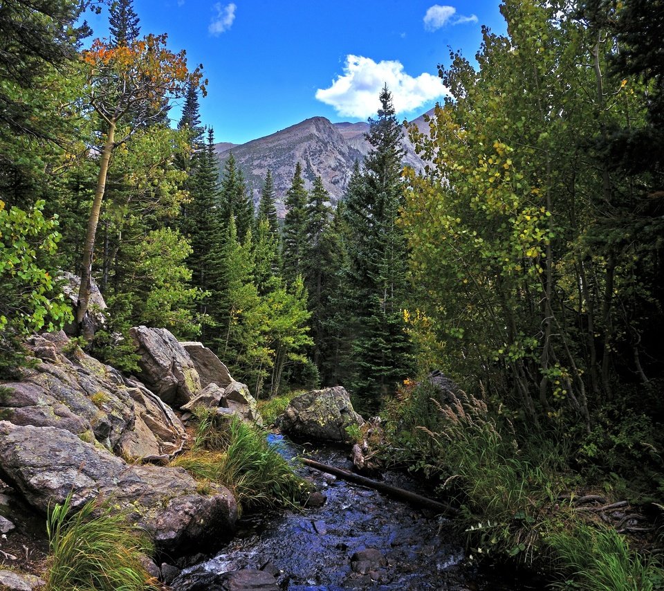 Обои деревья, река, горы, скалы, лес, пейзаж, осень, rocky mountain national park, trees, river, mountains, rocks, forest, landscape, autumn разрешение 2880x1908 Загрузить