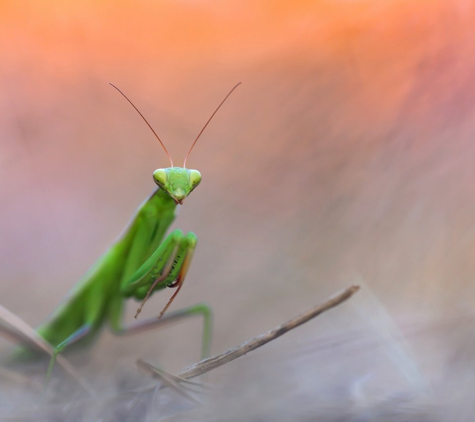 Обои природа, насекомое, фон, богомол, nature, insect, background, mantis разрешение 2048x1302 Загрузить