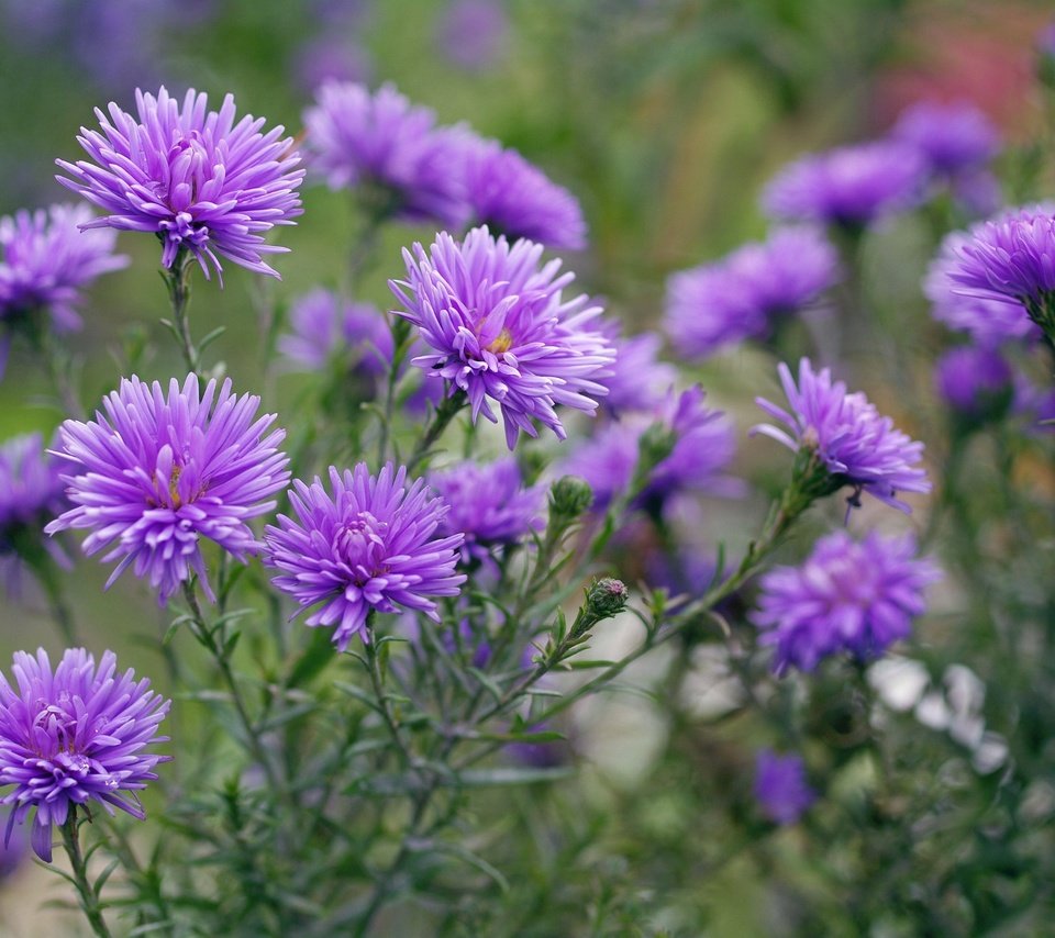 Обои цветы, макро, фиолетовые, астры, flowers, macro, purple, asters разрешение 2232x1484 Загрузить