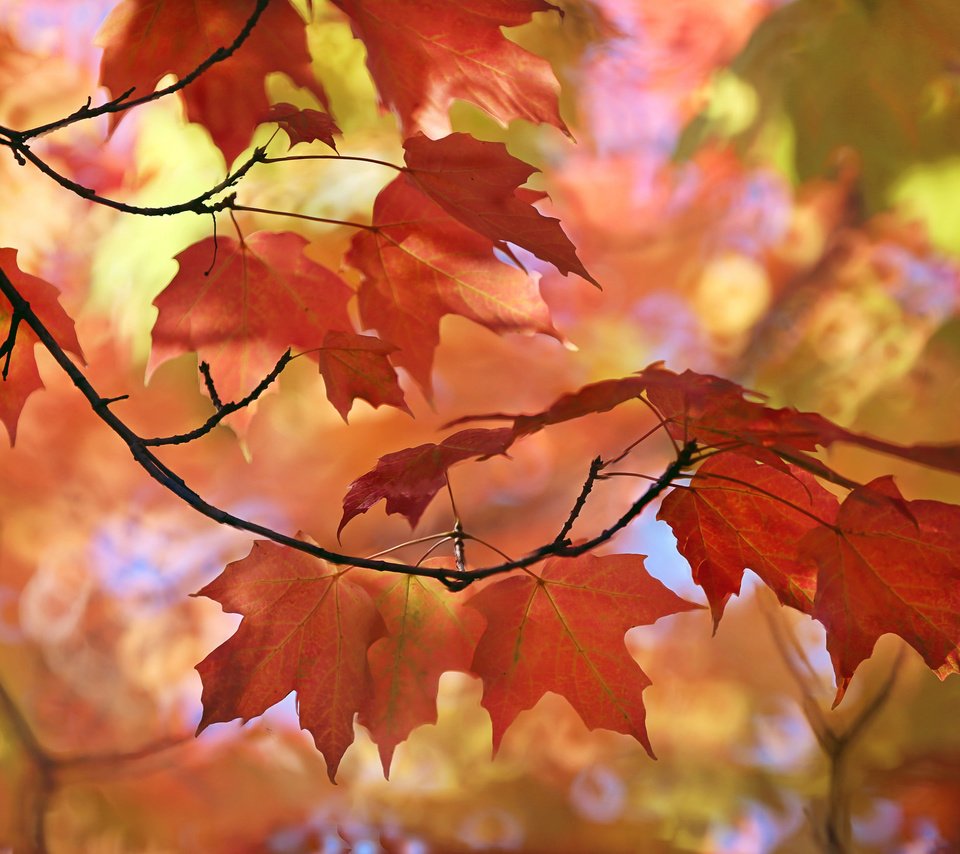 Обои природа, листья, макро, осень, размытость, клен, nature, leaves, macro, autumn, blur, maple разрешение 2048x1365 Загрузить
