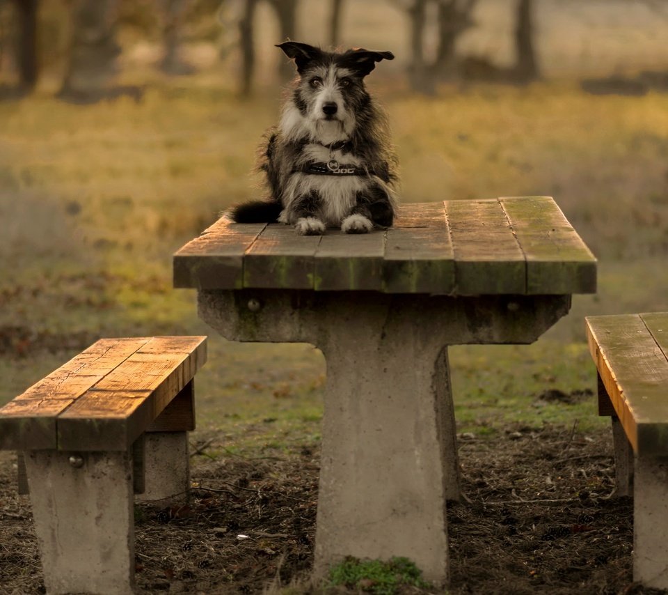 Обои взгляд, стол, собака, скамейки, друг, терьер, pogmomadra, look, table, dog, benches, each, terrier разрешение 2048x1365 Загрузить