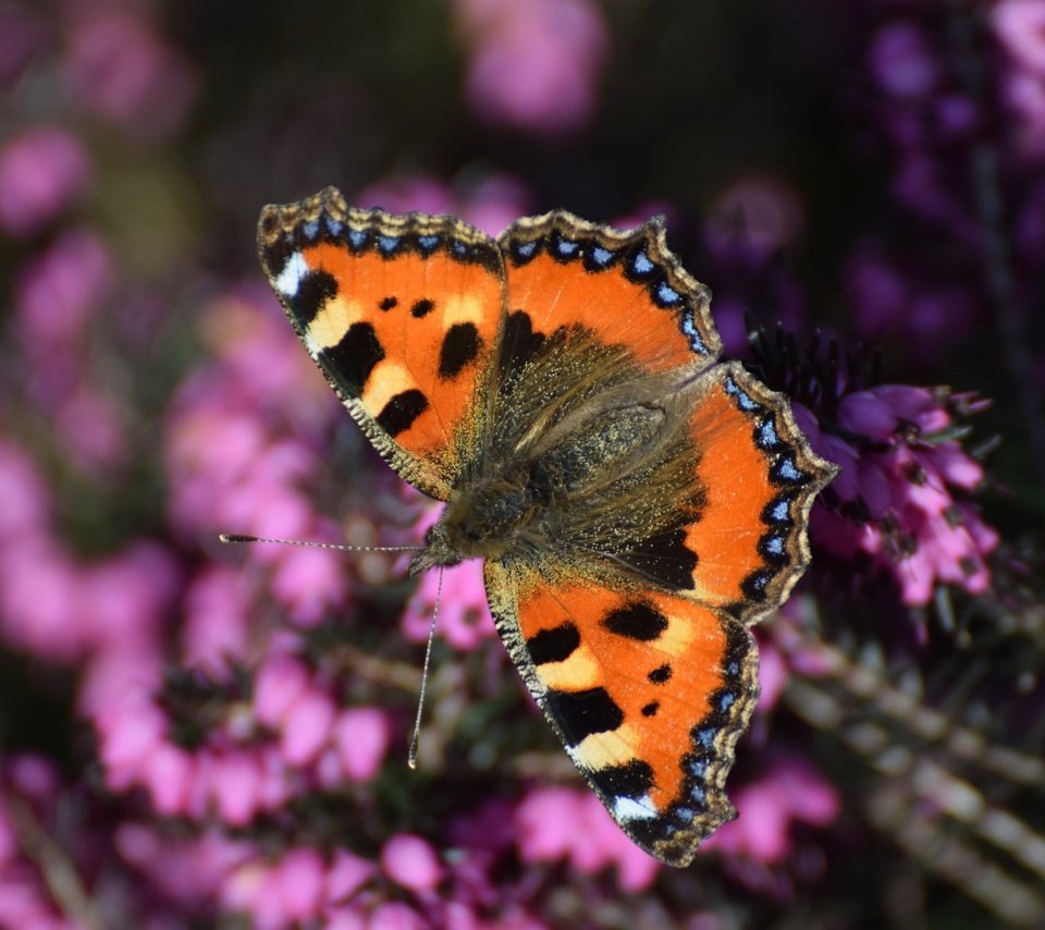 Обои насекомое, бабочка, крылья, вереск, insect, butterfly, wings, heather разрешение 2048x1332 Загрузить