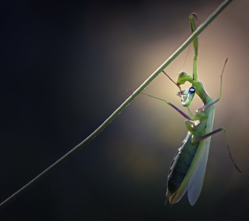 Обои жук, макро, висит, травинка, beetle, macro, hanging, a blade of grass разрешение 1920x1200 Загрузить