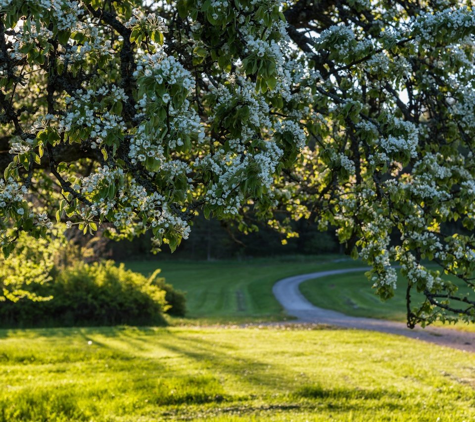 Обои дорога, дерево, цветение, весна, швеция, цветки, road, tree, flowering, spring, sweden, flowers разрешение 2880x1923 Загрузить