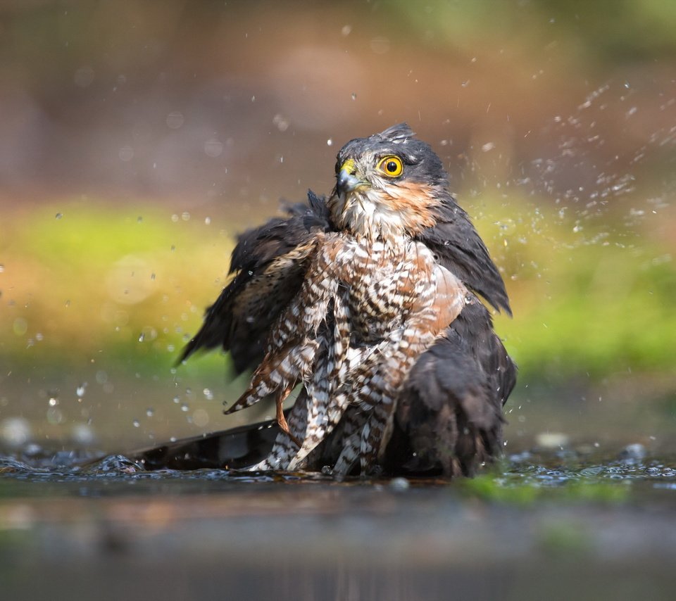 Обои вода, птица, ястреб-перепелятник, water, bird, sparrowhawk разрешение 2560x1707 Загрузить