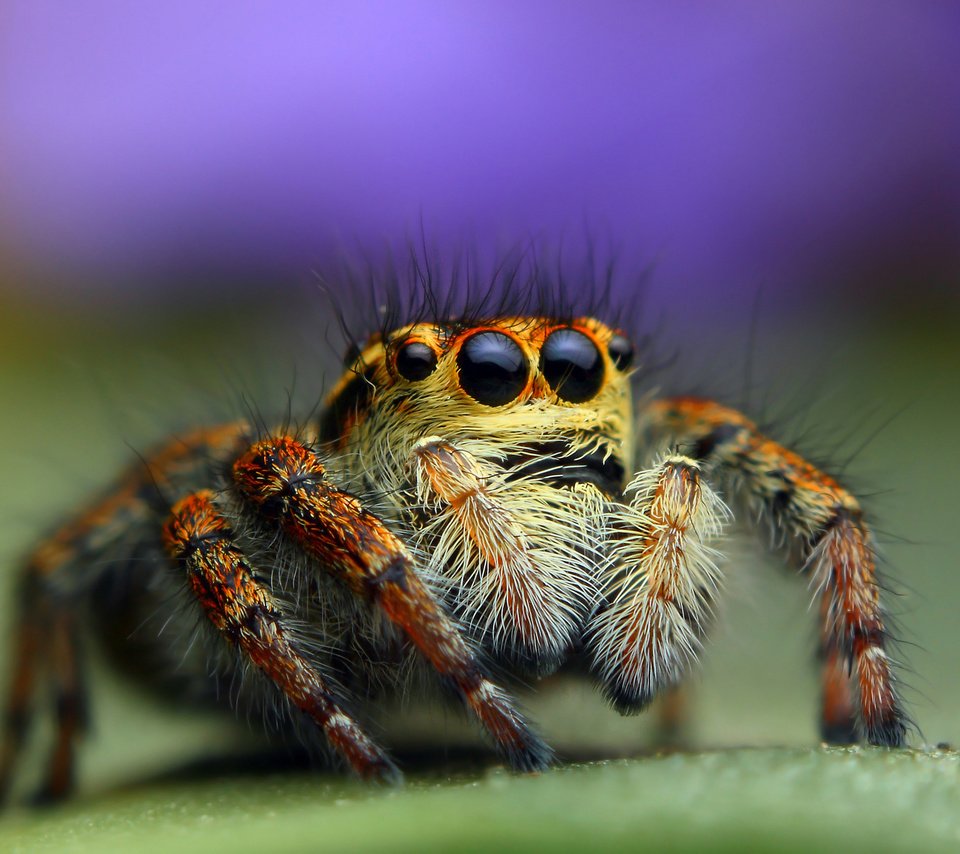 Обои глаза, насекомое, паук, лапки, паук-скакунчик, джампер, паук-скакун, eyes, insect, spider, legs, spider-skakuny, jumper, spider-racer разрешение 2048x1311 Загрузить