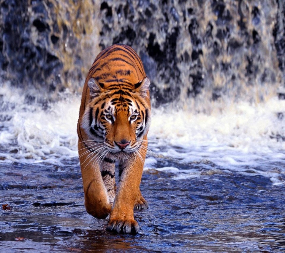 Обои тигр, река, водопад, жищник, tiger, river, waterfall, isnic разрешение 2560x1600 Загрузить
