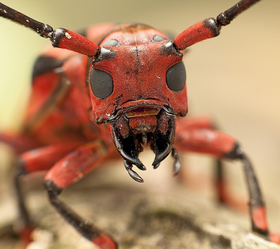 Обои глаза, насекомое, муравей, усики, голова, eyes, insect, ant, antennae, head разрешение 2880x1884 Загрузить