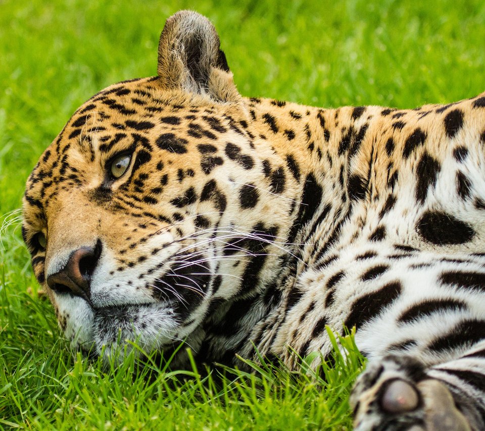 Обои морда, кошка, ягуар, face, cat, jaguar разрешение 2048x1531 Загрузить