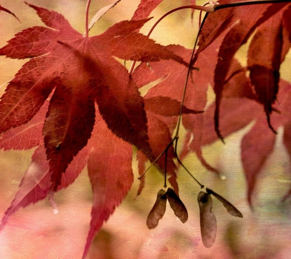 Обои природа, листья, осень, nature, leaves, autumn разрешение 1920x1200 Загрузить