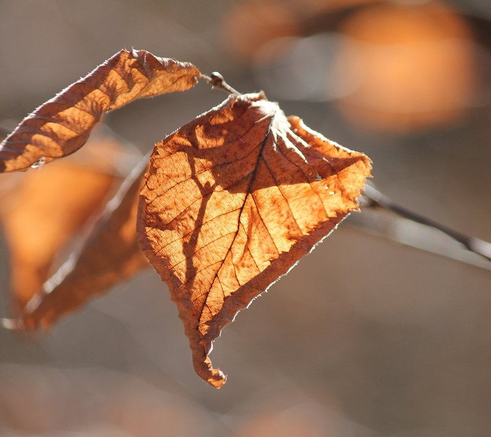 Обои природа, листья, осень, nature, leaves, autumn разрешение 5184x3456 Загрузить