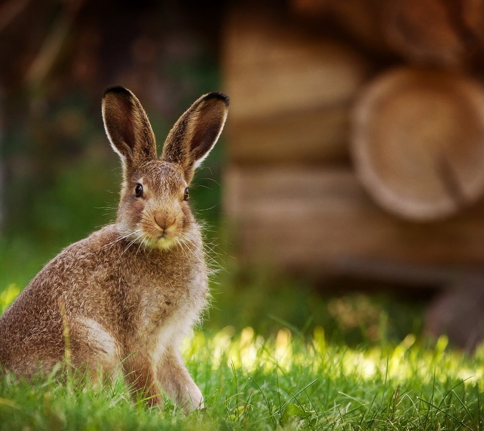 Обои трава, природа, фон, кролик, животное, заяц, grass, nature, background, rabbit, animal, hare разрешение 2047x1085 Загрузить