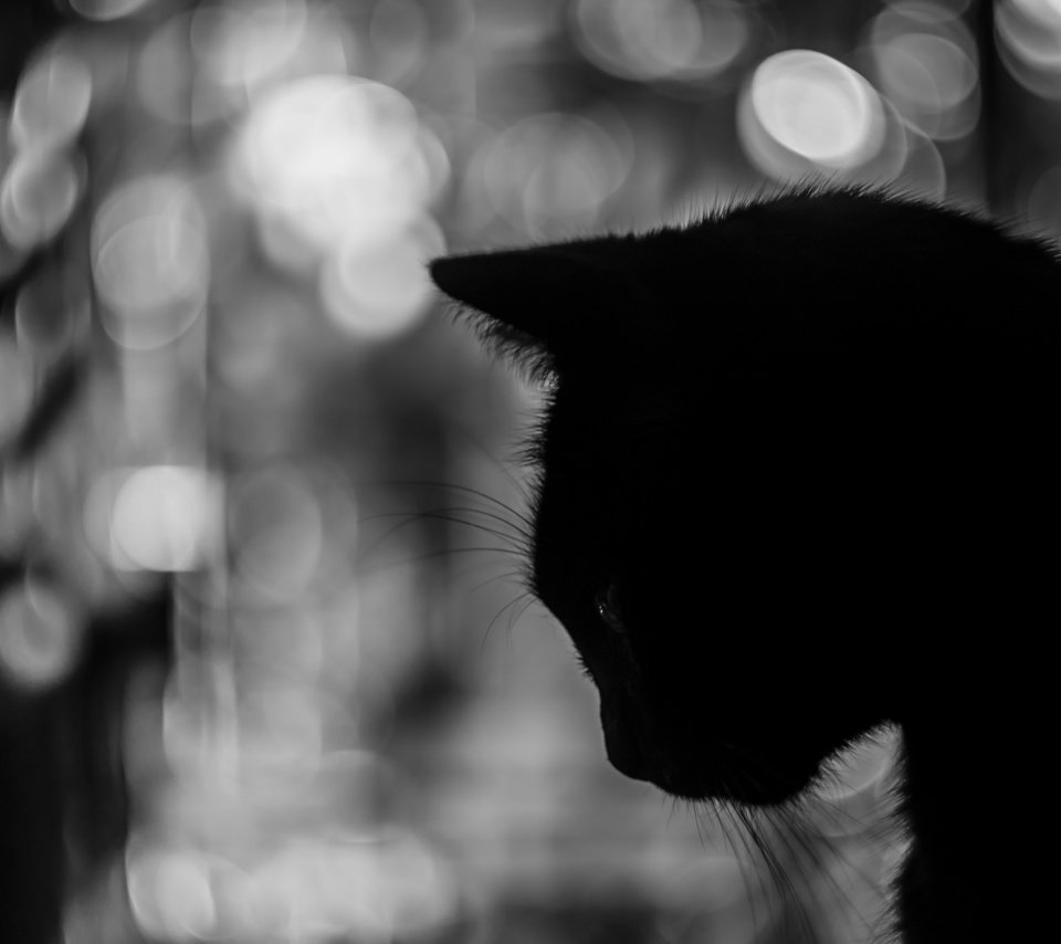Обои фон, кот, усы, чёрно-белое, силуэт, background, cat, mustache, black and white, silhouette разрешение 2048x1365 Загрузить