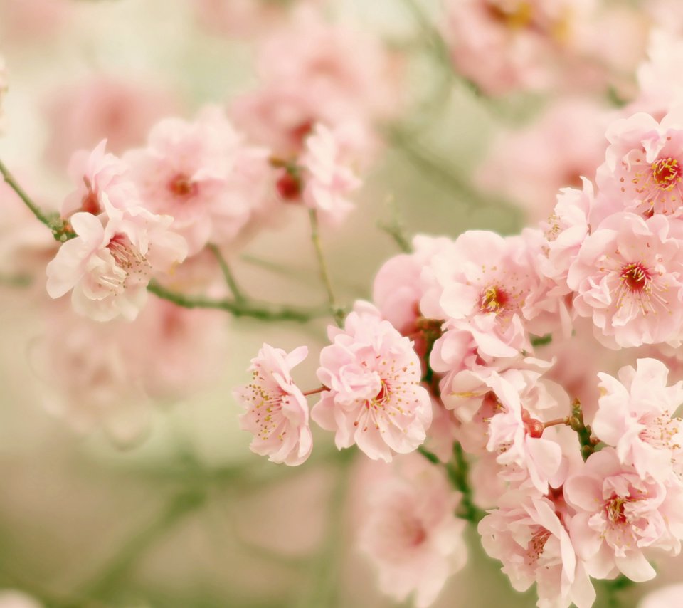 Обои цветение, ветки, вишня, сакура, цветки, боке, flowering, branches, cherry, sakura, flowers, bokeh разрешение 2674x1702 Загрузить