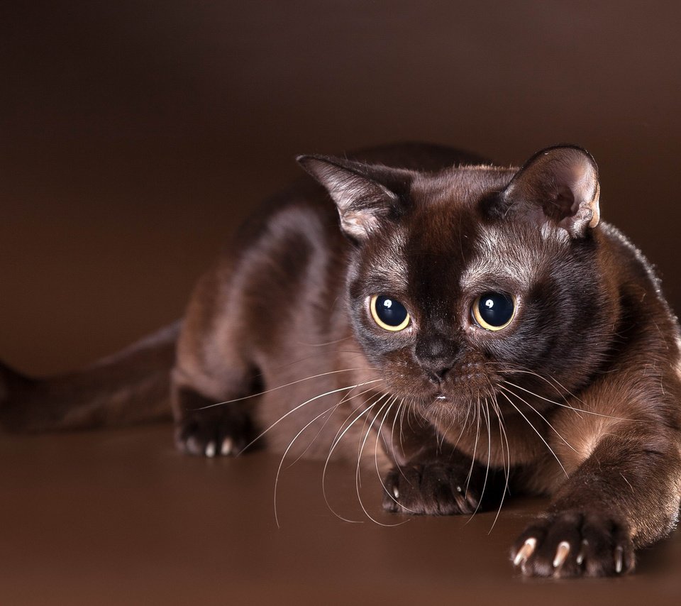 Бурманская кошка с шоколадкой