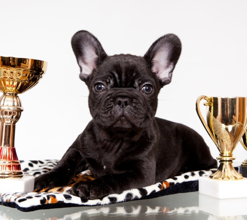 Обои черный, щенок, награды, бульдог, французский, кубки, black, puppy, awards, bulldog, french, cups разрешение 2400x1470 Загрузить