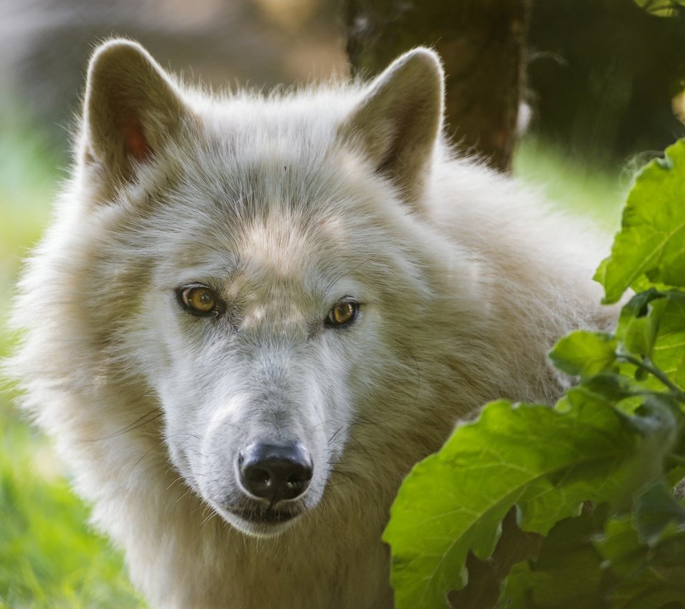 Обои морда, взгляд, белый, волк, ©tambako the jaguar, арктический волк, face, look, white, wolf, arctic wolf разрешение 2880x1917 Загрузить