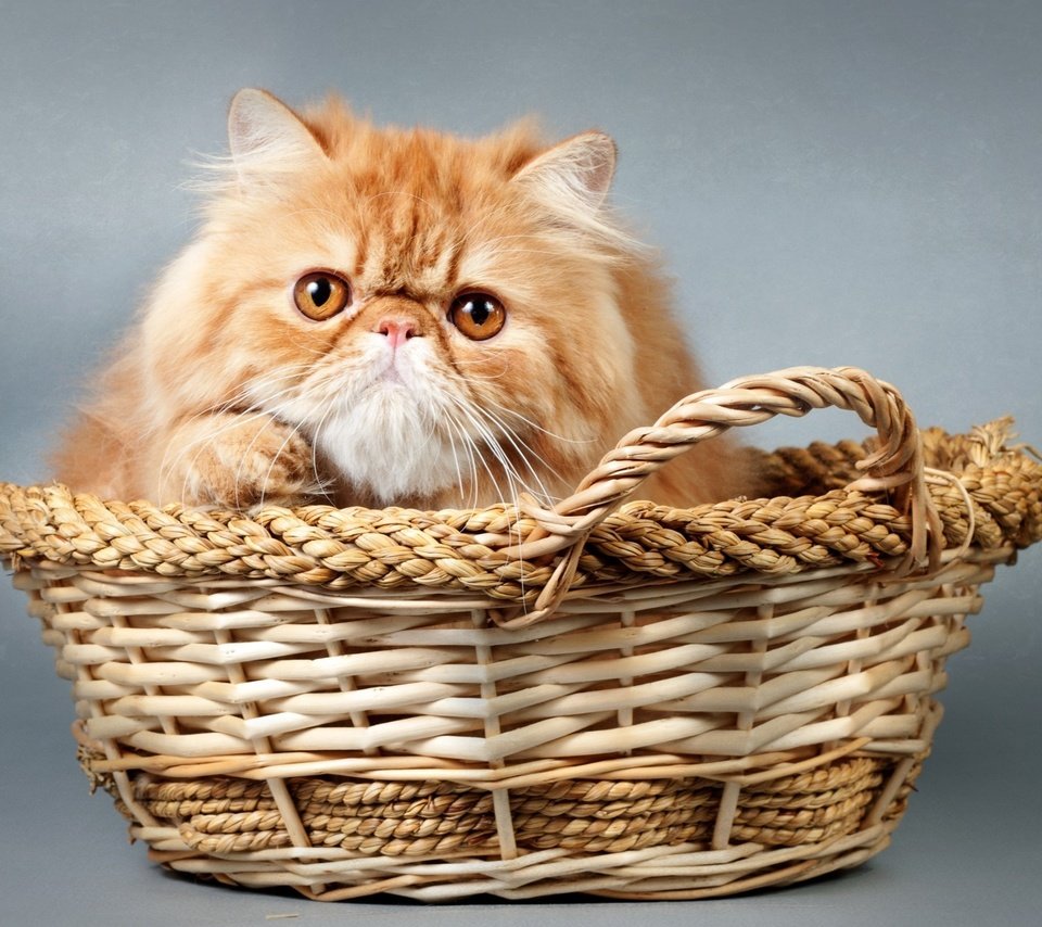 Обои кот, мордочка, кошка, взгляд, корзина, cat, muzzle, look, basket разрешение 2700x1778 Загрузить