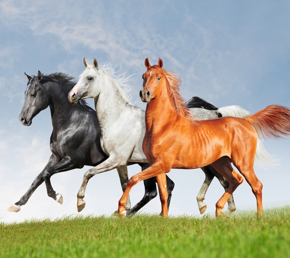 Обои поле, черный, белый, лошади, кони, рыжий, три, тройка, красавцы, handsome, field, black, white, horse, horses, red, three разрешение 2880x1913 Загрузить