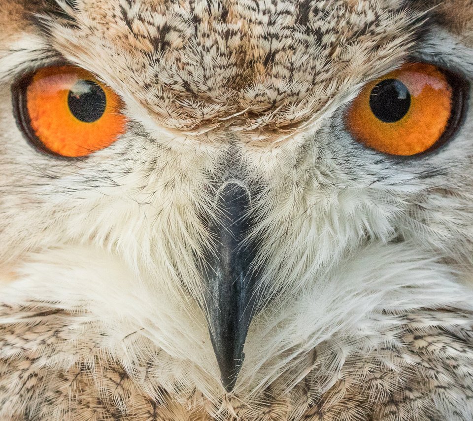 Обои глаза, сова, взгляд, птица, клюв, eyes, owl, look, bird, beak разрешение 1920x1280 Загрузить