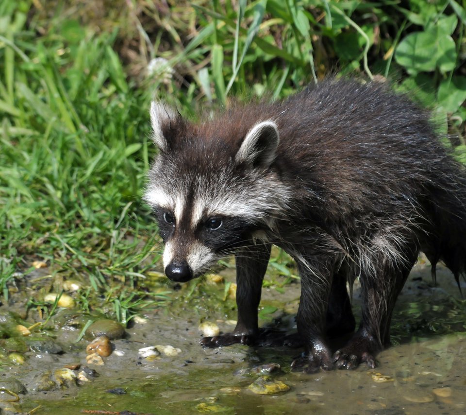 Обои трава, вода, камни, енот, детеныш, мокрый, grass, water, stones, raccoon, cub, wet разрешение 4288x2848 Загрузить