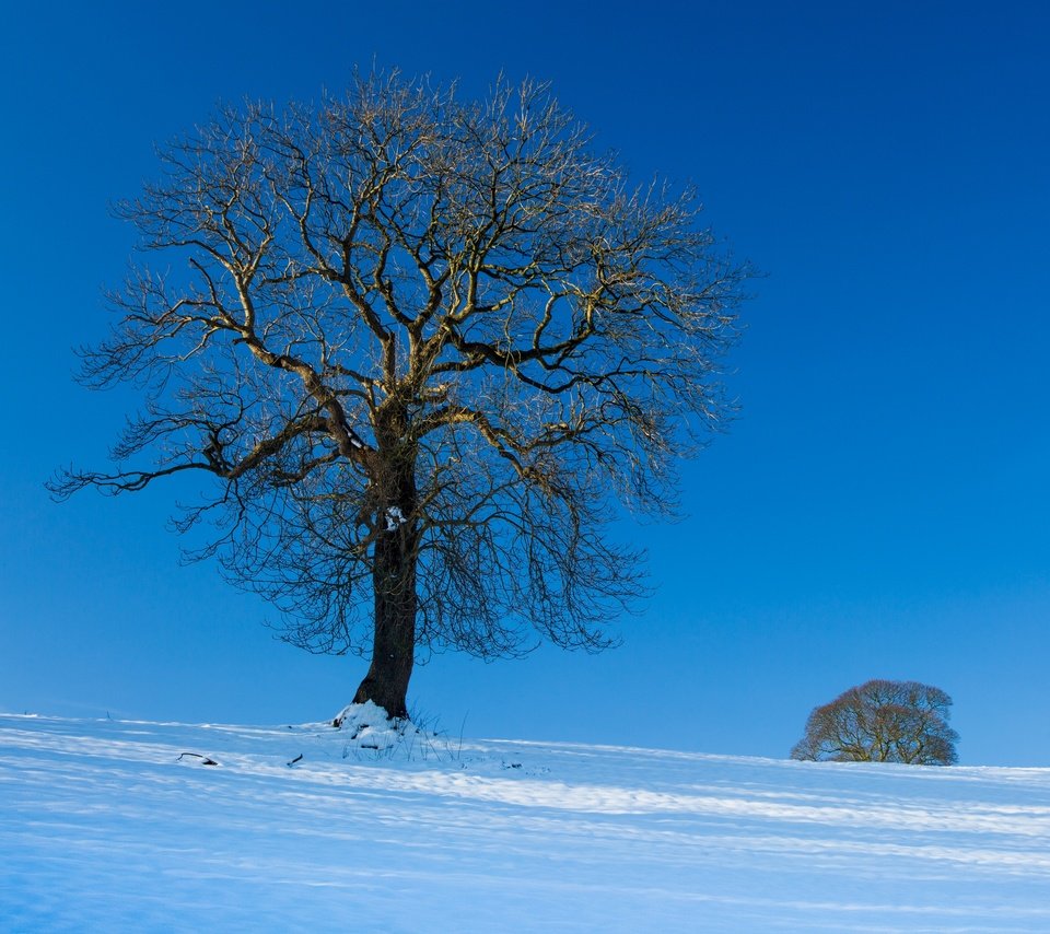 Обои небо, снег, дерево, зима, пейзаж, the sky, snow, tree, winter, landscape разрешение 2880x2362 Загрузить