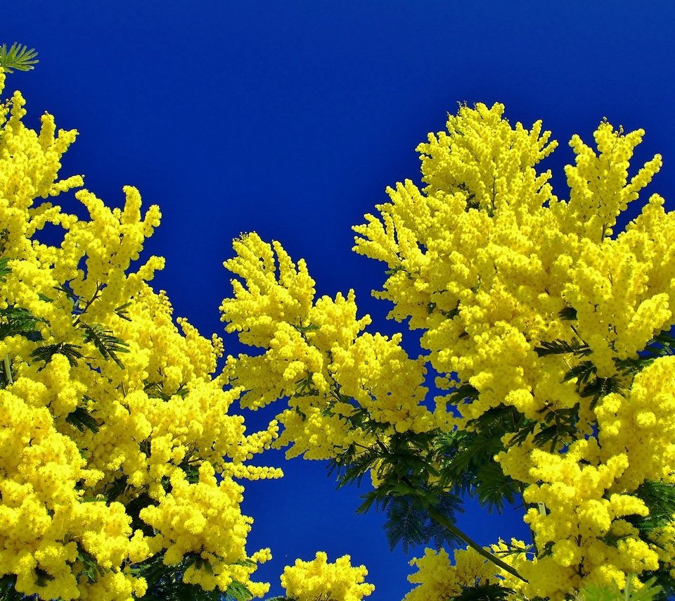 Обои небо, цветы, ветки, мимоза, the sky, flowers, branches, mimosa разрешение 2880x1469 Загрузить