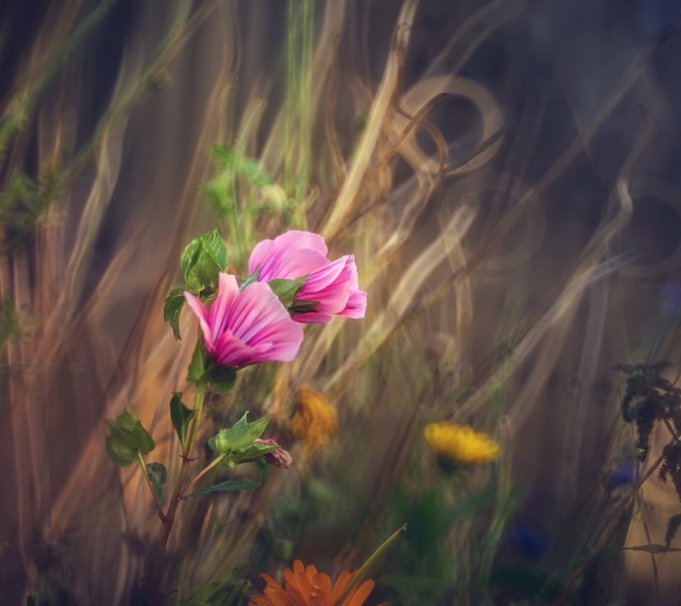 Обои цветы, природа, фон, поле, размытость, луг, полевые цветы, flowers, nature, background, field, blur, meadow, wildflowers разрешение 2047x1255 Загрузить