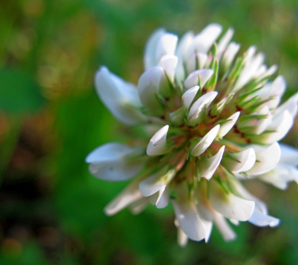 Обои клевер, цветок, белый, зеленый фон, clover, flower, white, green background разрешение 2272x1704 Загрузить