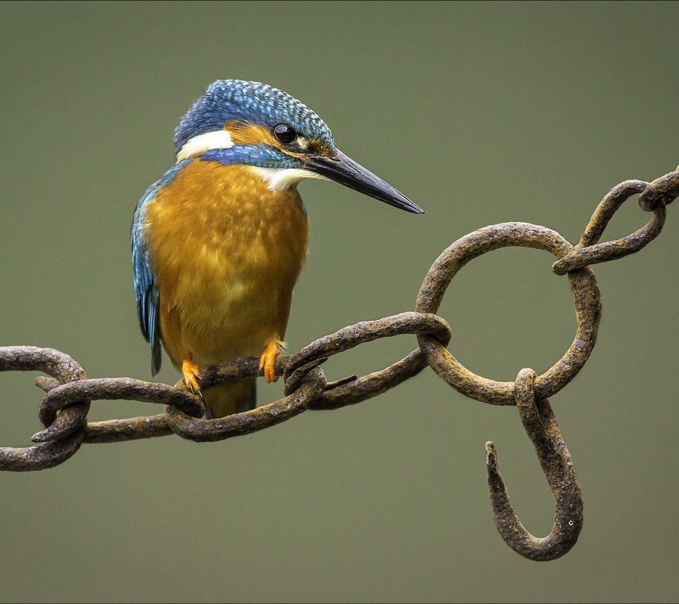 Обои фон, птица, цепь, зимородок, крючок, background, bird, chain, kingfisher, hook разрешение 2002x1335 Загрузить