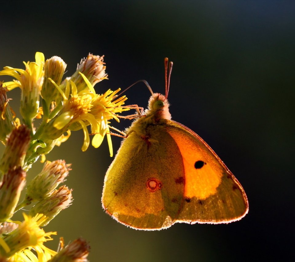 Обои природа, макро, насекомое, цветок, бабочка, крылья, желтушка луговая, nature, macro, insect, flower, butterfly, wings, european swallowtail разрешение 1920x1200 Загрузить