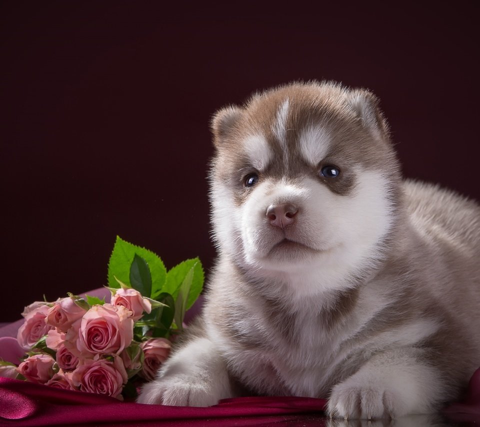 Обои цветы, розы, собака, щенок, ткань, хаски, порода, flowers, roses, dog, puppy, fabric, husky, breed разрешение 2400x1502 Загрузить