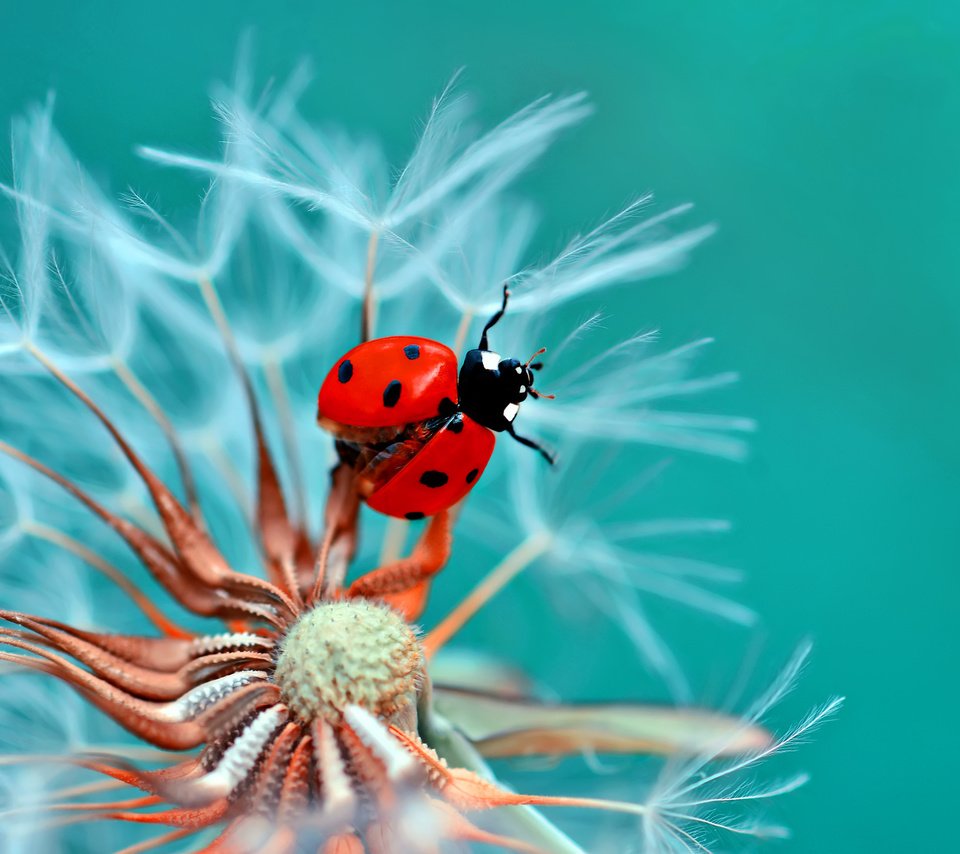 Обои жук, макро, цветок, божья коровка, одуванчик, beetle, macro, flower, ladybug, dandelion разрешение 2048x1410 Загрузить