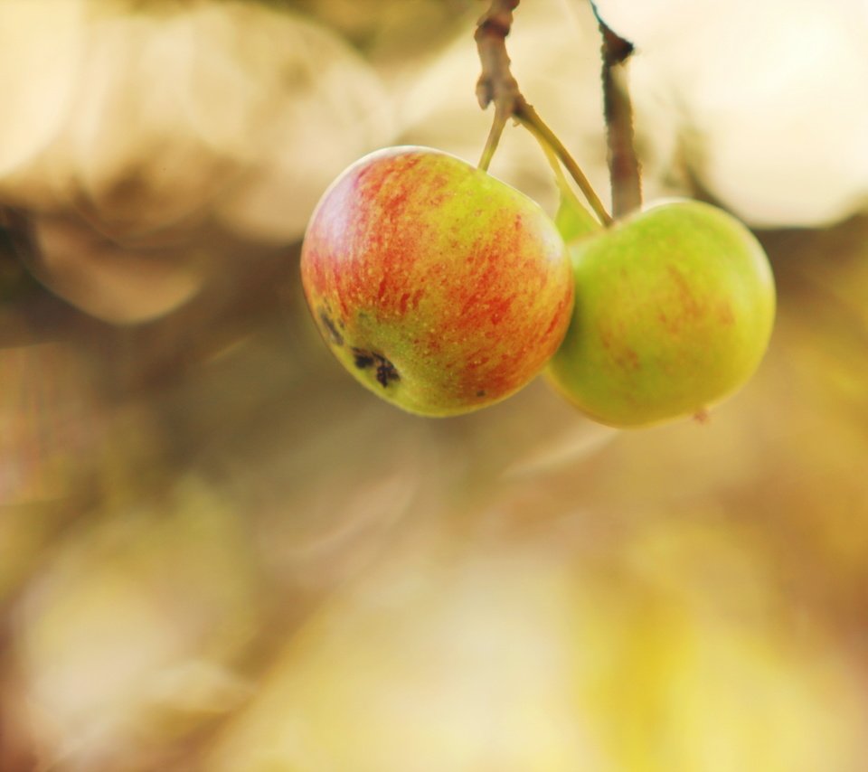 Обои природа, яблоки, осень, nature, apples, autumn разрешение 2560x1707 Загрузить