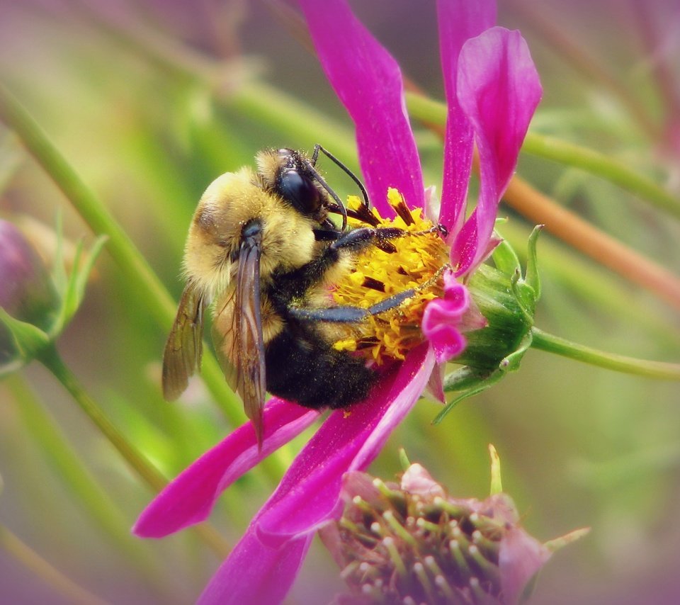 Обои макро, насекомое, цветок, шмель, macro, insect, flower, bumblebee разрешение 3128x2346 Загрузить
