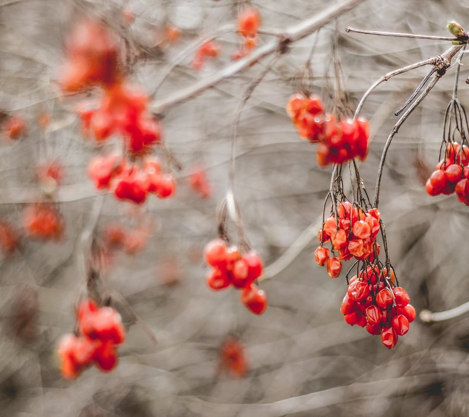 Обои природа, ветки, осень, размытость, ягоды, рябина, nature, branches, autumn, blur, berries, rowan разрешение 2560x1706 Загрузить