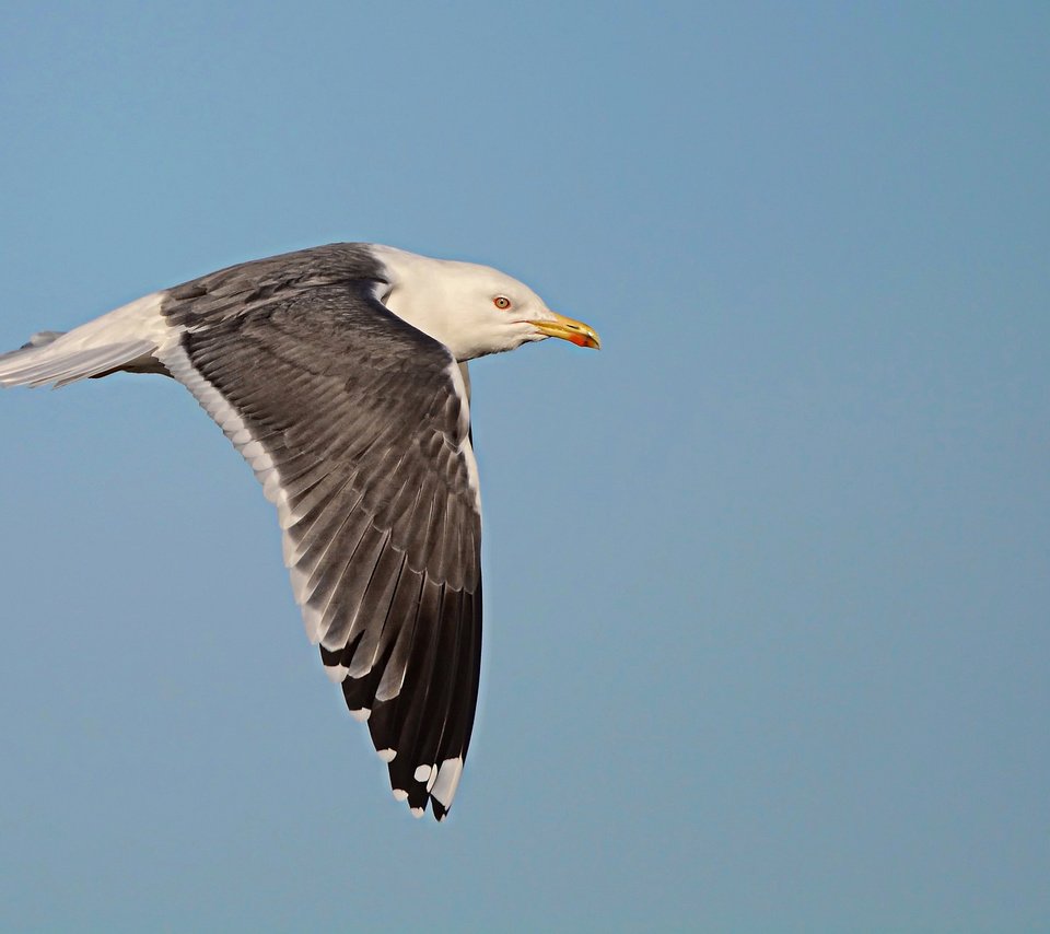 Обои небо, полет, крылья, чайка, птица, the sky, flight, wings, seagull, bird разрешение 2048x1365 Загрузить