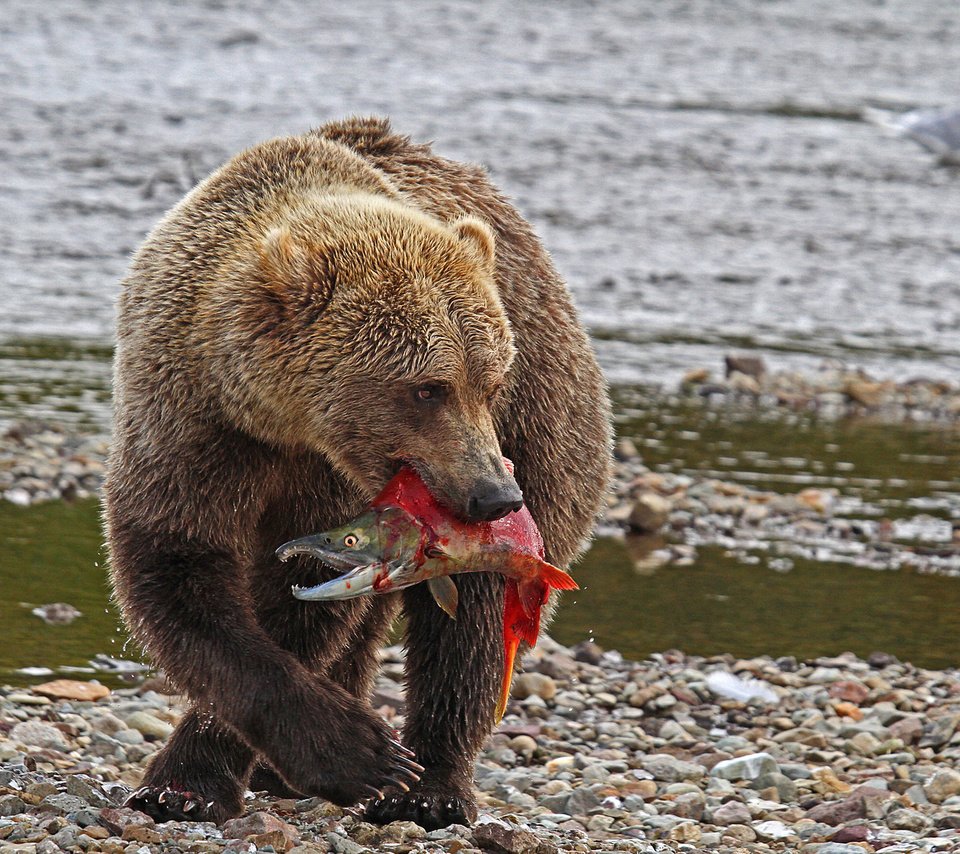 Обои река, природа, медведь, хищник, рыба, river, nature, bear, predator, fish разрешение 2048x1251 Загрузить