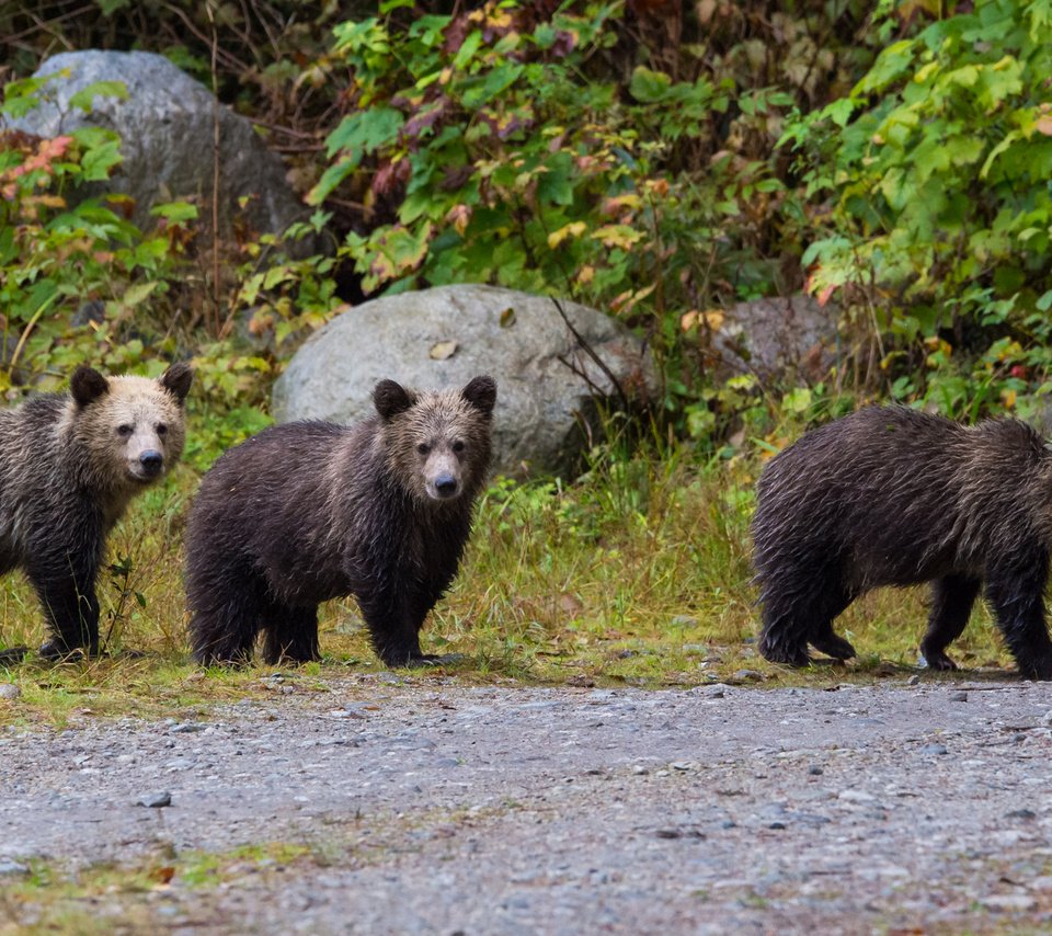Обои природа, медведь, прогулка, медведи, бурый медведь, nature, bear, walk, bears, brown bear разрешение 2334x1285 Загрузить