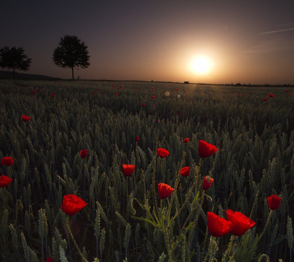 Обои цветы, трава, природа, закат, поле, маки, flowers, grass, nature, sunset, field, maki разрешение 2048x1365 Загрузить