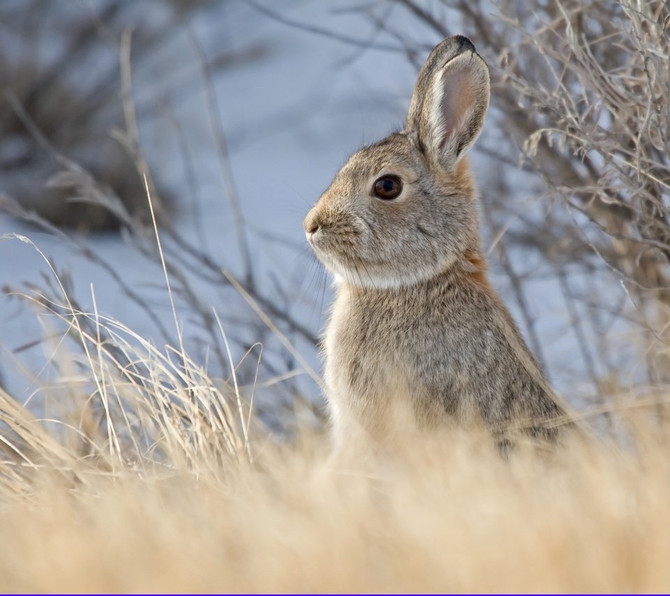 Обои небо, животные, кролик, заяц, грызун, былинки, the sky, animals, rabbit, hare, rodent, blade разрешение 2880x2304 Загрузить