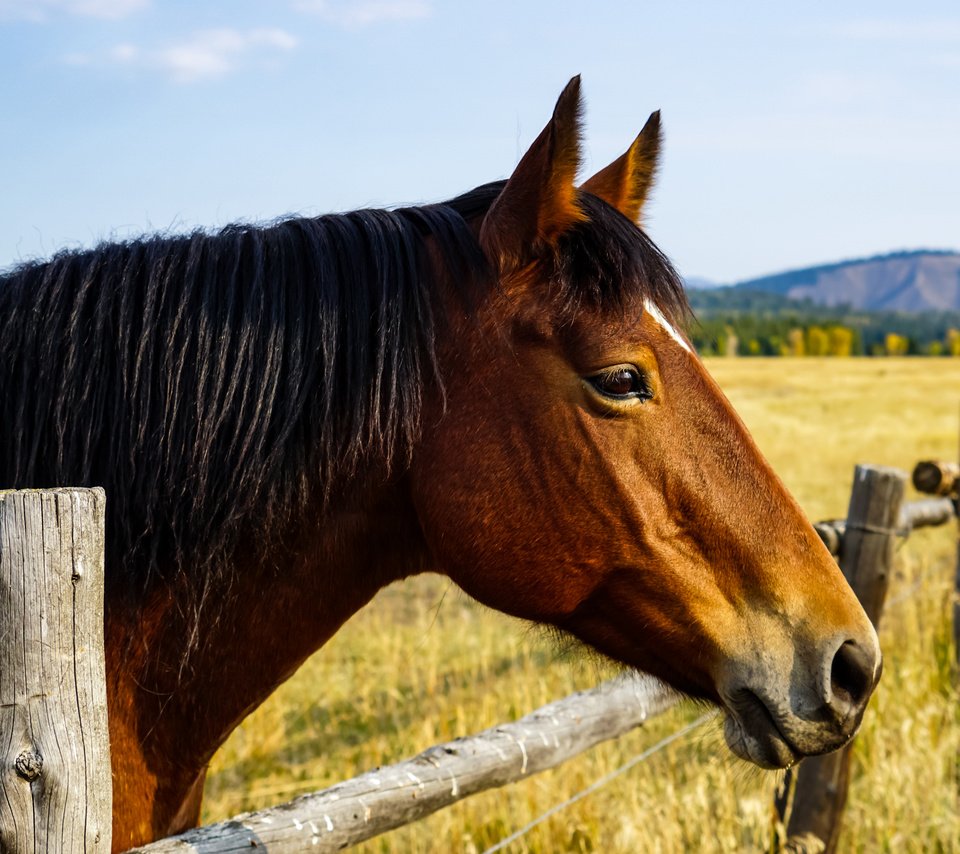 Обои лошадь, природа, забор, horse, nature, the fence разрешение 2040x1632 Загрузить