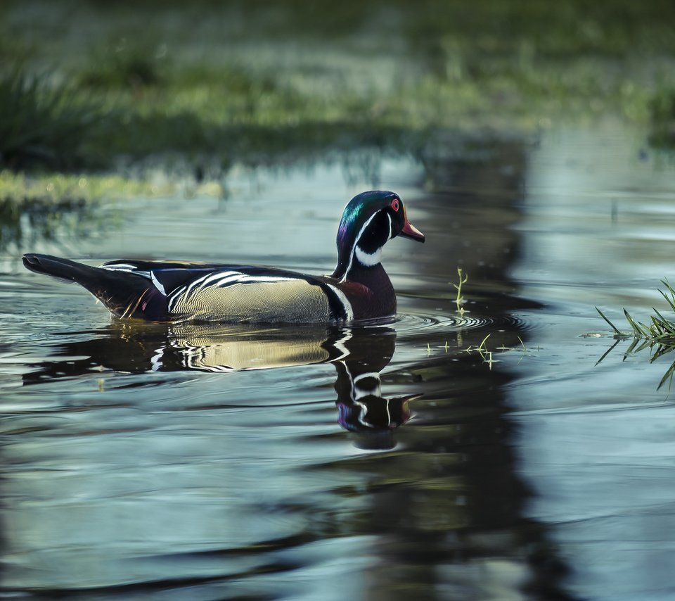 Обои вода, озеро, птица, утка, water, lake, bird, duck разрешение 2048x1339 Загрузить