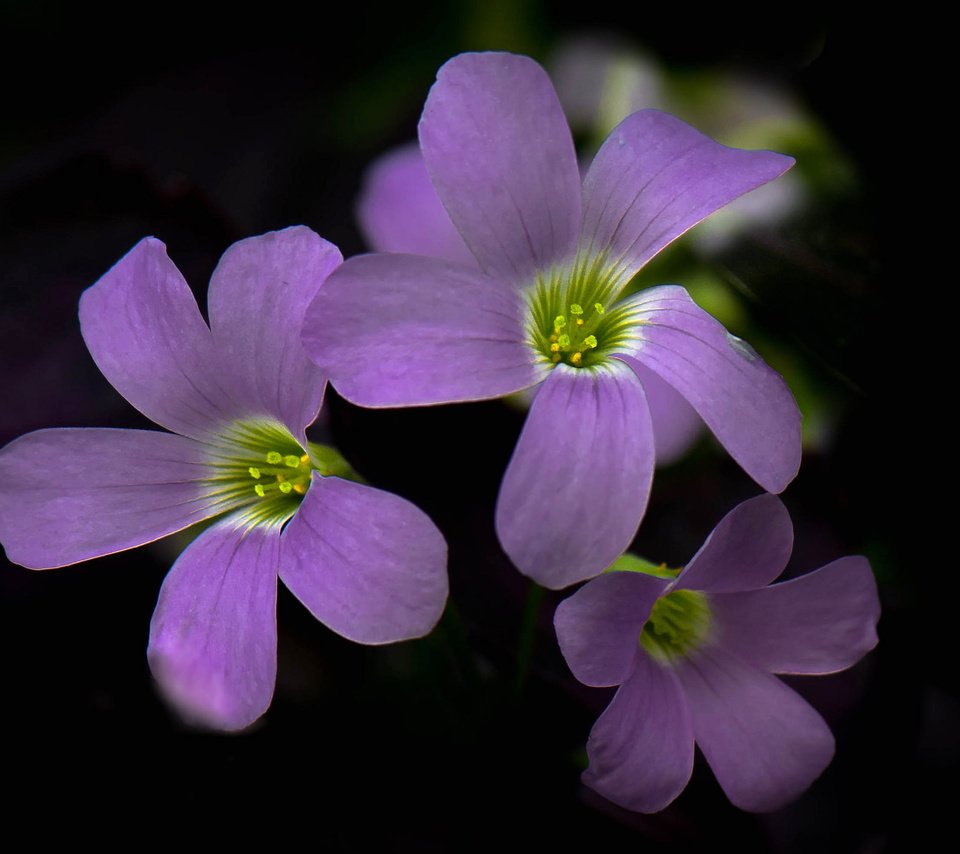 Обои цветы, фон, лепестки, краски, соцветие, кислица, flowers, background, petals, paint, inflorescence, oxalis разрешение 2048x1392 Загрузить