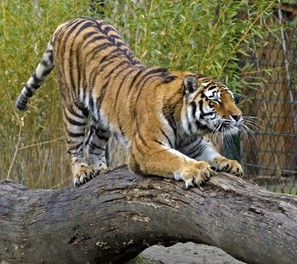 Обои тигр, кошка, бревно, амурский, tiger, cat, log, amur разрешение 2880x1920 Загрузить