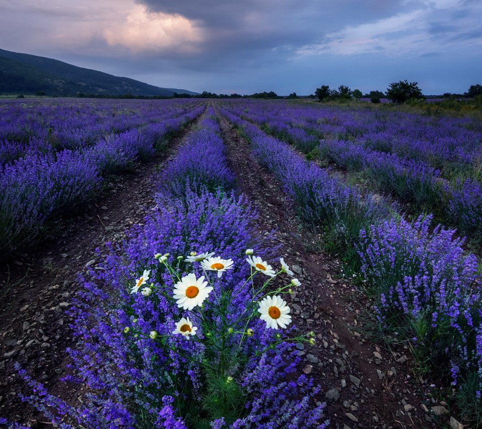 Обои цветы, поле, лаванда, ромашки, flowers, field, lavender, chamomile разрешение 1920x1200 Загрузить