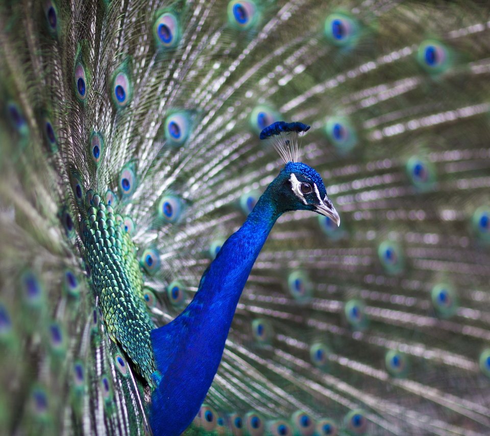 Обои птица, павлин, перья, хвост, bird, peacock, feathers, tail разрешение 2560x1707 Загрузить